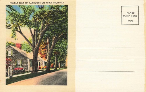 Famous elm trees - elm, yarmouth
