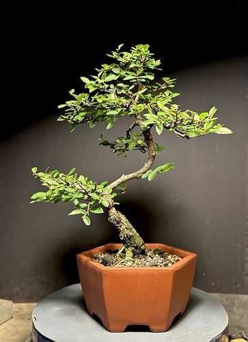 Bonsai tree cork - tree, bark