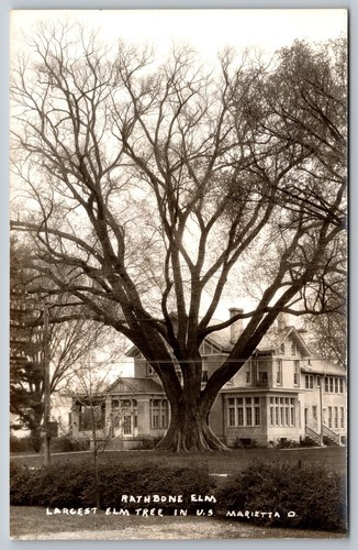 Rppc postcard rathbone elm - rppc,