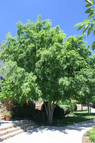 Lacebark elm 18 - lacebark,