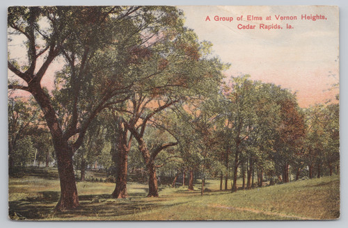 Postcard 1908 group elm - postcard,