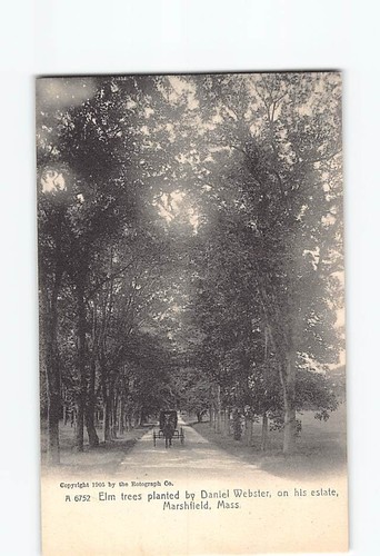 Postcard elm trees daniel - trees, in