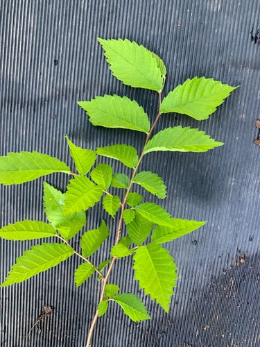 Tall slippery elm - slippery,