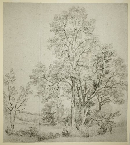 Stand elm trees - stand,