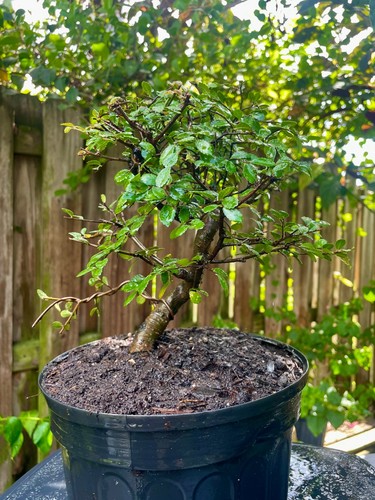 Chinese elm pre bonsai - elm,