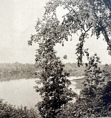Pittsfield elm trees and - elm,