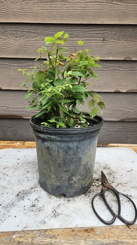Zelkova bonsai prebonsai tree - zelkova,
