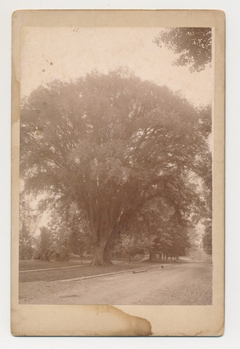Giant elm tree street 1900 - giant,