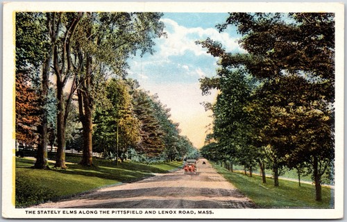 American elm trees pittsfield - trees,
