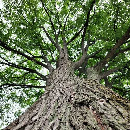 American white elm - elm, tree