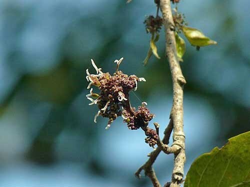 Holoptelea integrifolia - , |