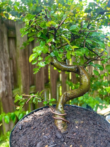 Chinese elm pre bonsai - elm, pre-bonsai