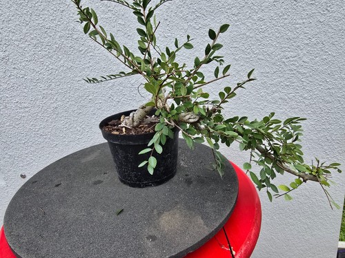 Chinese elm bonsai cascade - chinese,