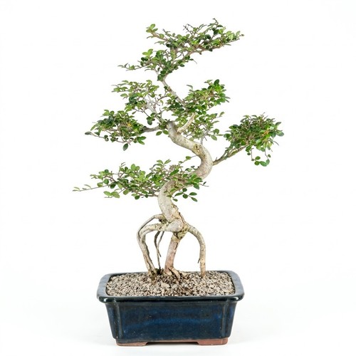 Chinese elm bonsai tree - chinese,