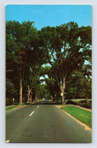 Postcard massachusetts cape - postcard,