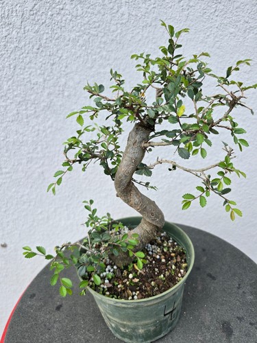 Chinese elm pre bonsai - chinese,