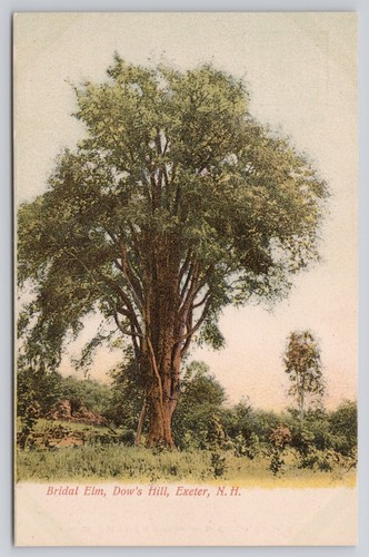 Bridal elm tree - bridal,